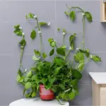 product-image-1484727673 Product image