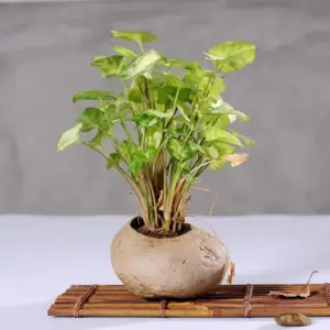 Rosalba Vase