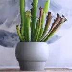 syrene-vase-mademoiselle-home-decor-and-furniture-store-4 Syrene vase mademoiselle home decor and furniture store