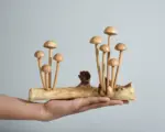 Enoki Mushrooms Wooden Sculpture Nature Statue 7.webp