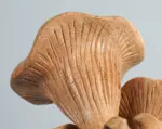 Wooden-Chanterelle-Mushroom-Sculpture-1.webp Wooden Chanterelle Mushroom Sculpture 1.webp