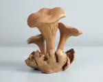 Wooden-Chanterelle-Mushroom-Sculpture-5.webp Wooden Chanterelle Mushroom Sculpture 5.webp