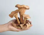 Wooden-Chanterelle-Mushroom-Sculpture-6.webp Wooden Chanterelle Mushroom Sculpture 6.webp