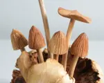Wooden-Mystical-Mushroom-Figurine-Forest-Art-Personalized-Statue-3.webp Wooden Mystical Mushroom Figurine Forest Art Personalized Statue 3.webp